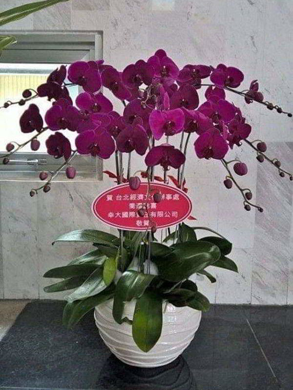 hoa-lan-ho-diep-binh-duong