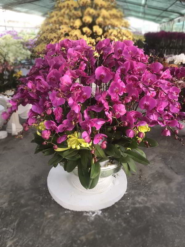 hoa-lan-ho-diep-binh-duong