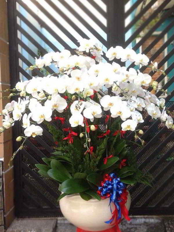 hoa-lan-ho-diep-binh-duong