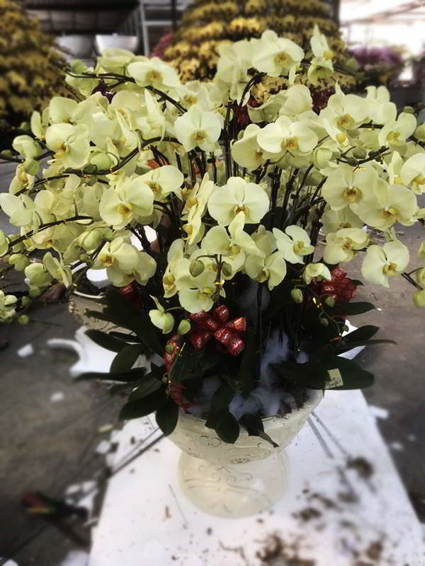 hoa-lan-ho-diep-binh-duong