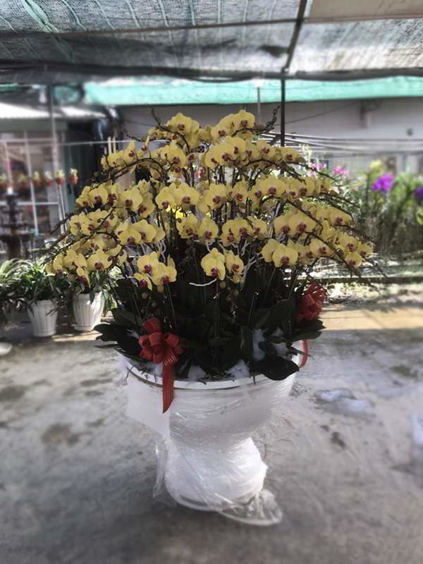 hoa-lan-ho-diep-binh-duong